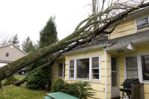Hurricane Damage Repair in Mill Valley